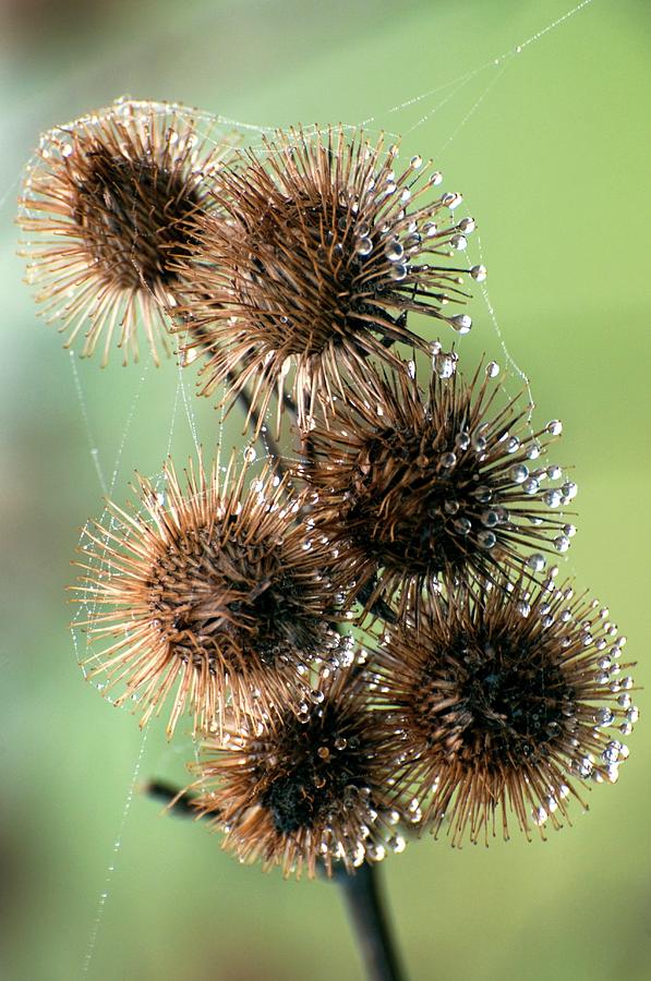 Plant Burrs Covered In Dew Photograph by Dr. John Brackenbury/science Photo Library