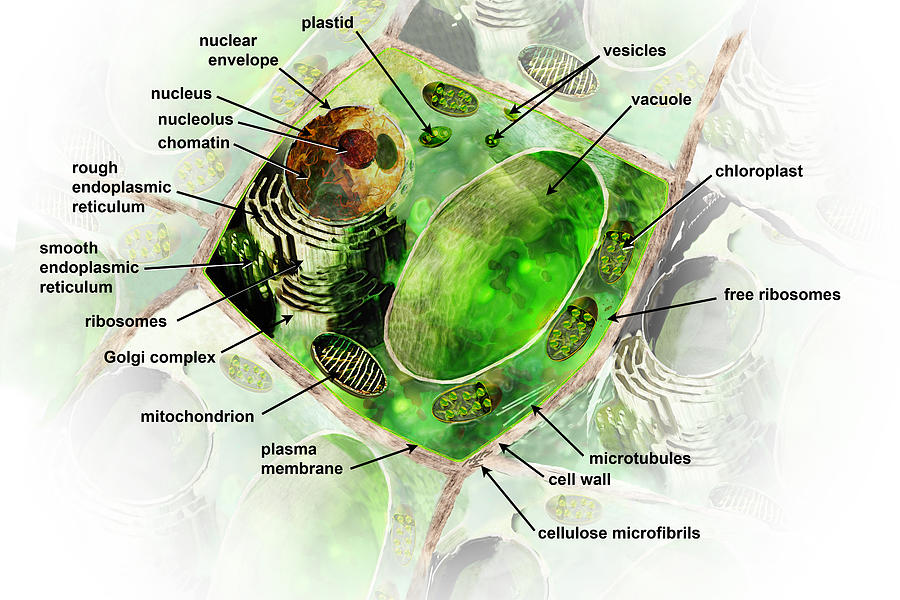 Plant Cell Digital Art by Carol and Mike Werner - Fine Art America