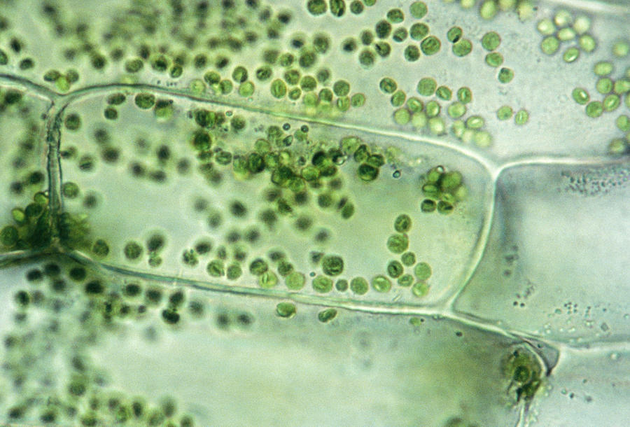 PLANT CELL ELODEA, ISOTONIC SOLUTION SHOWS CELLS, CHLOROPLASTS 250X at 35mm Photograph by Ed Reschke