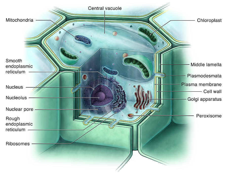 Plant Cell Illustration By Evan Oto