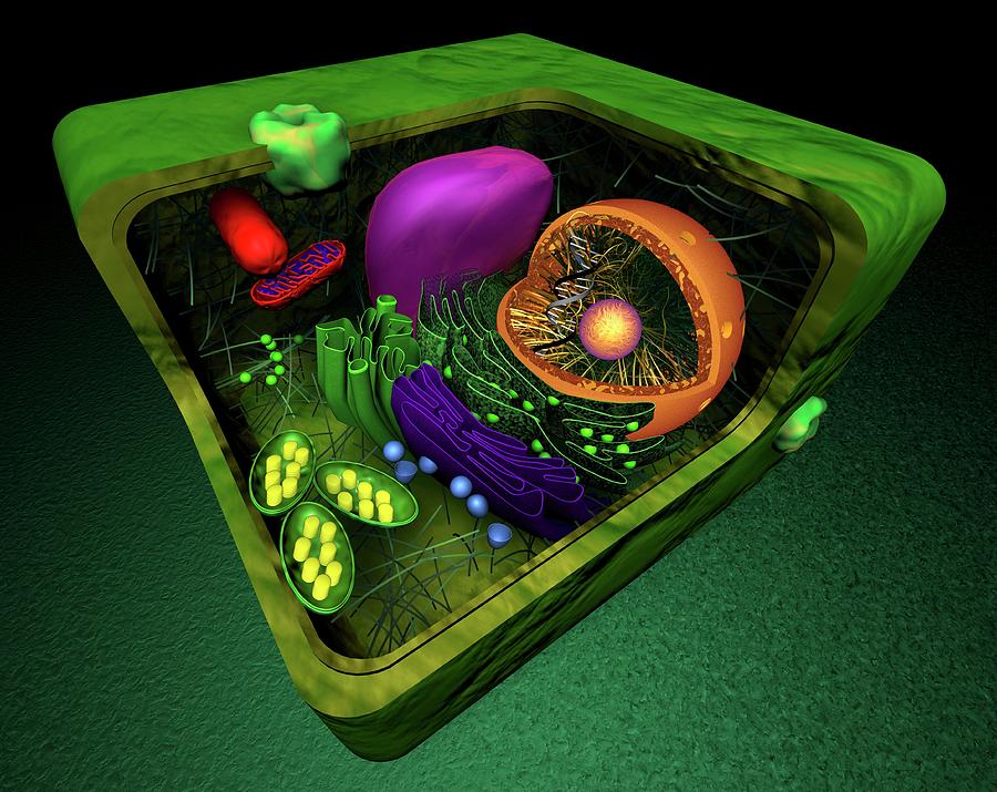 Plant Cell Photograph by Sci-comm Studios
