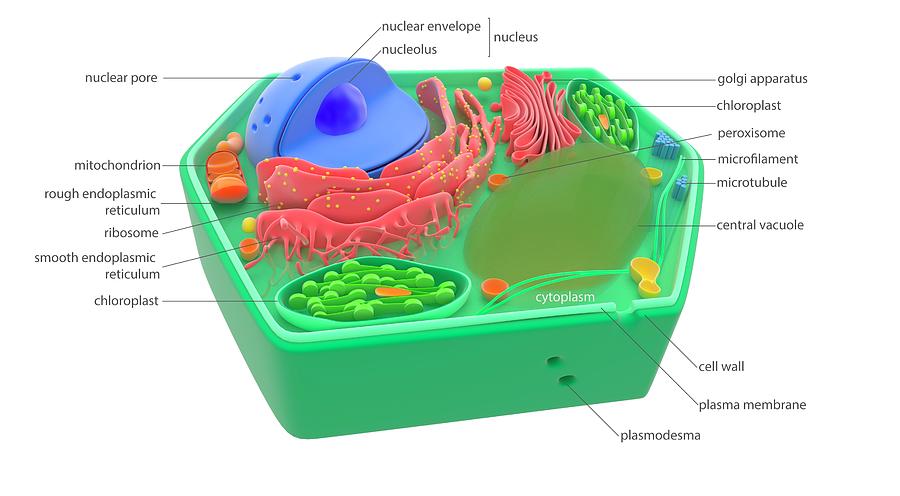 Plant Cell Photograph by Science Photo Library