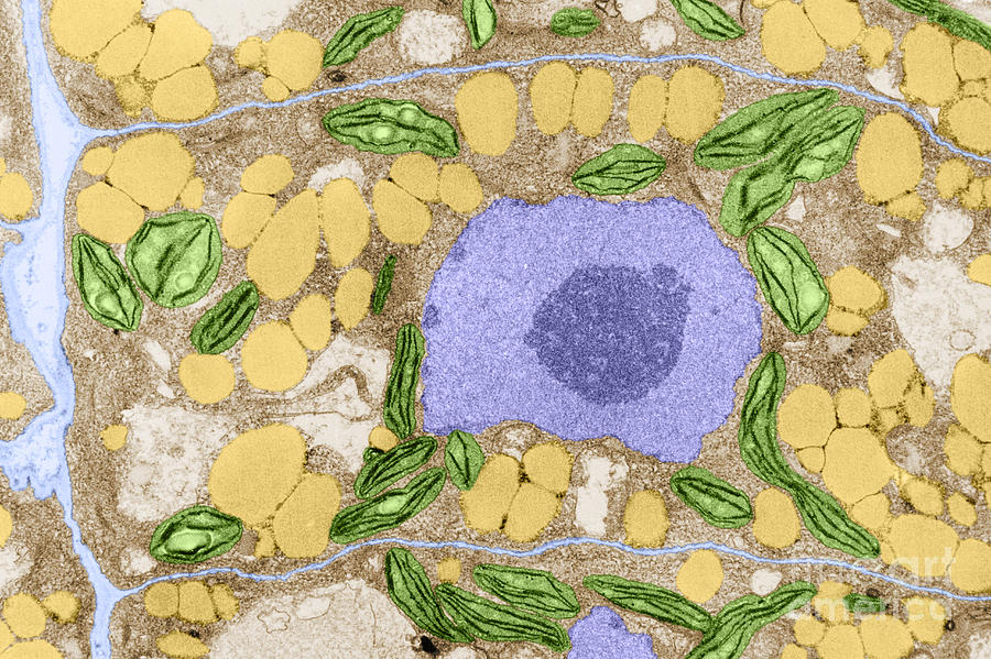 Plant Cell Tem Photograph by Biology Pics