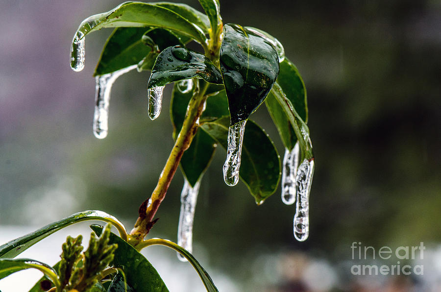 Plant Cicles Photograph by Judy Wolinsky