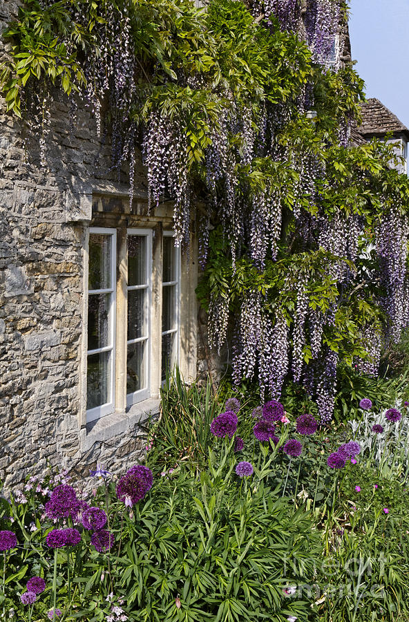 Plant Photograph - Plant Covered House Lacock by Robert Preston