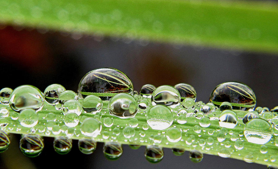 Plant Drops Photograph by Suzy Piatt