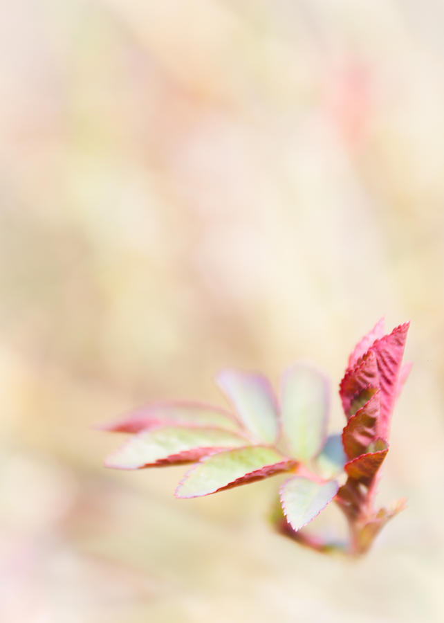Spring Photograph - Plant frills by Lenny Carter