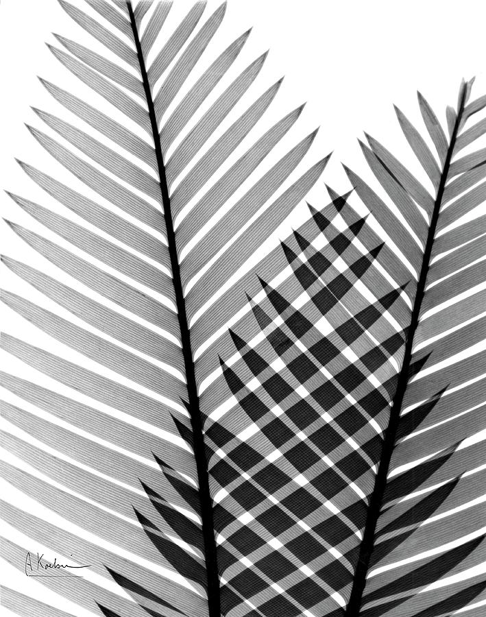 Plant Fronds Photograph by Albert Koetsier X-ray/science Photo Library