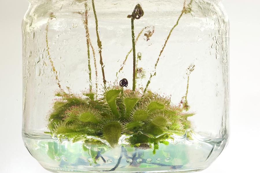 Drosera Rotundifolia Photograph - Plant Genetics Research by Philippe Psaila/science Photo Library