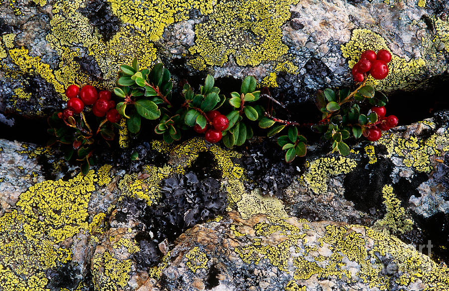 Plant Growing Through Rocks Photograph by Art Wolfe