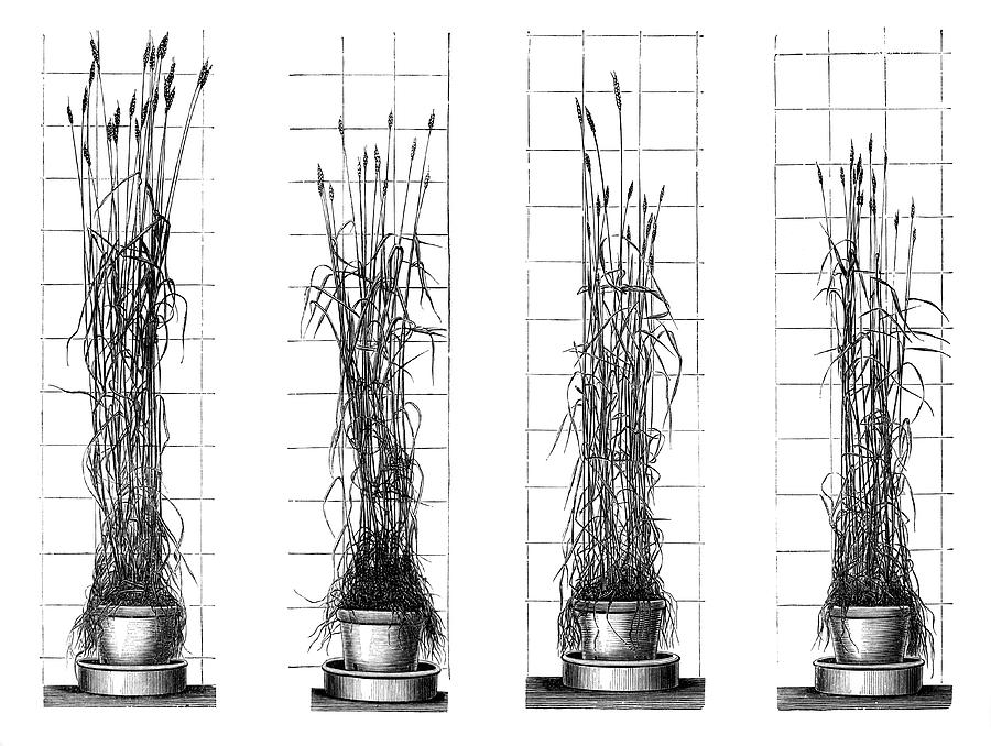 plant growth radiation experiment