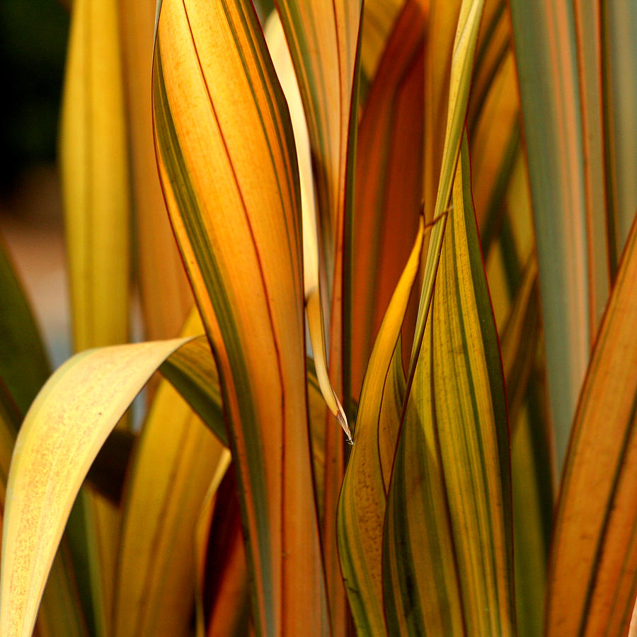 Plant in Yellow and Green Photograph by Art Block Collections