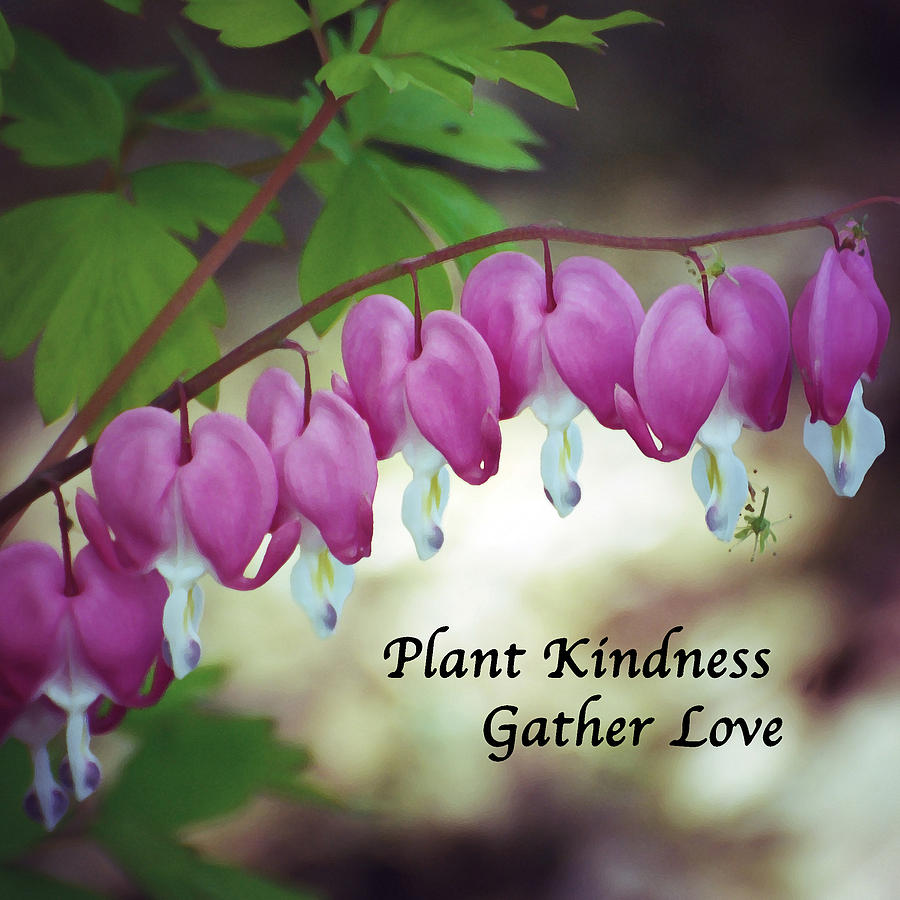Flower Photograph - Plant Kindness - Gather Love by Kerri Farley