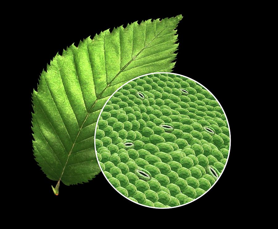 plant-leaf-and-stomata-photograph-by-mikkel-juul-jensen-science-photo