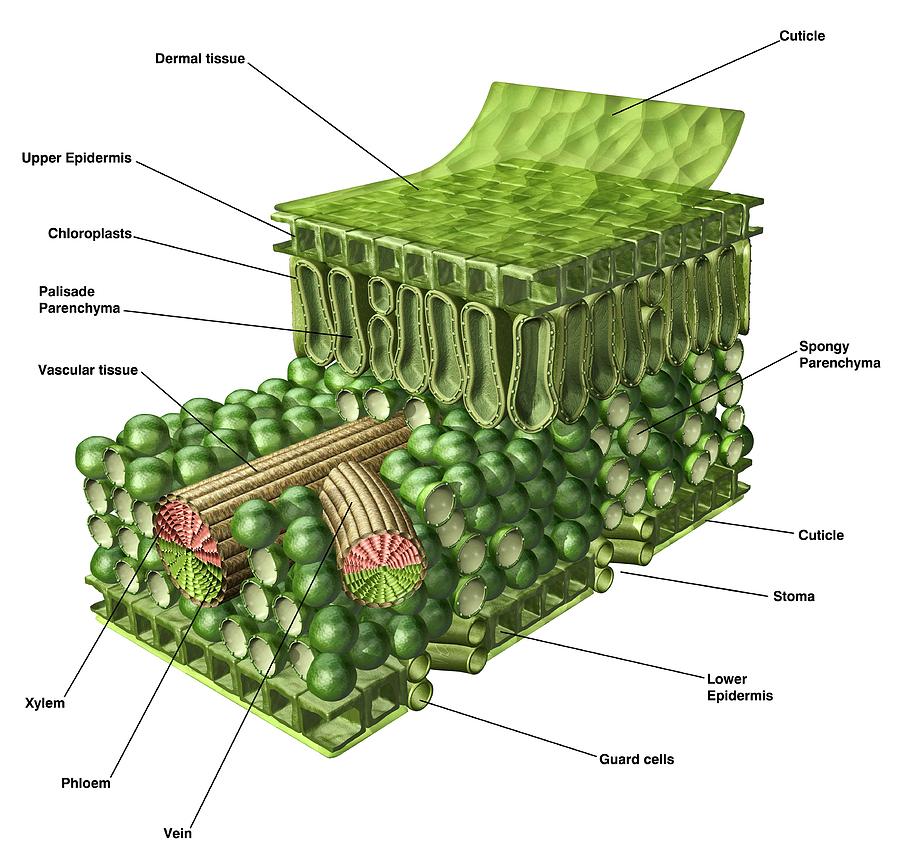 Internal Leaf Structure Diagram My XXX Hot Girl