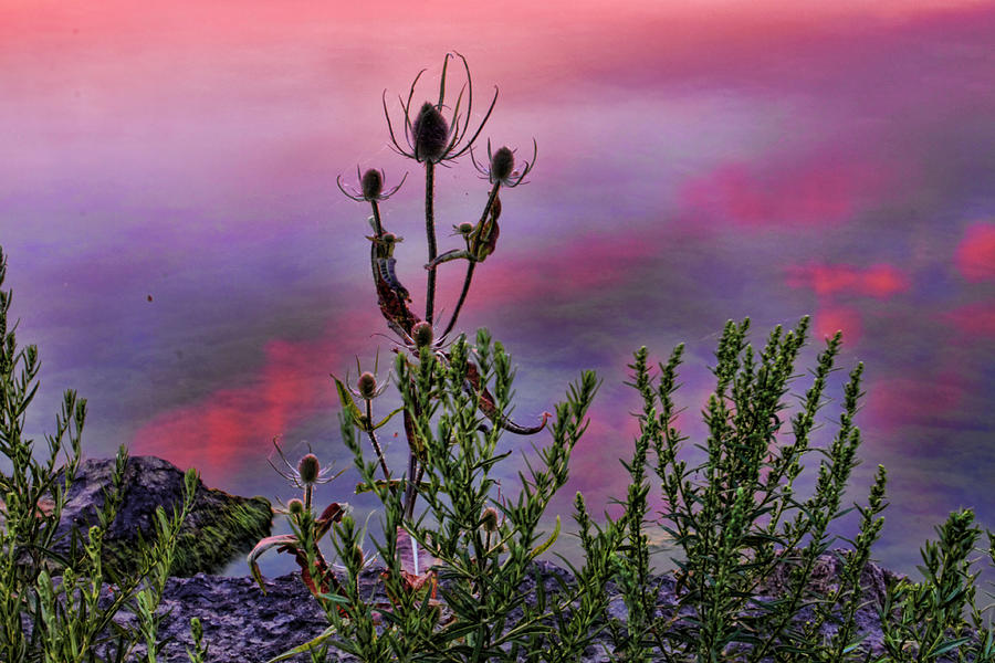 Plant life by the water Photograph by Gerald Salamone