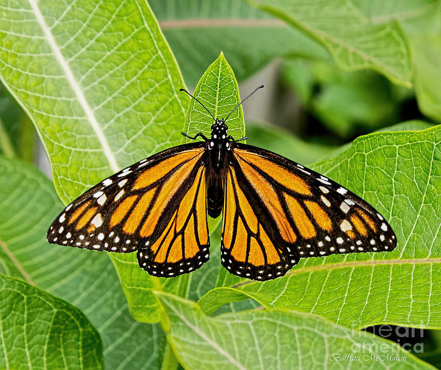 Plant Milkweed and Save The Monarch Butterfly Photograph by Barbara McMahon