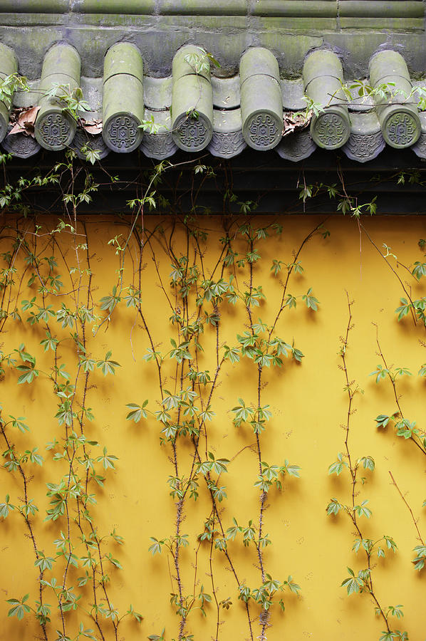 Plant On The Wall Photograph by Sandsun