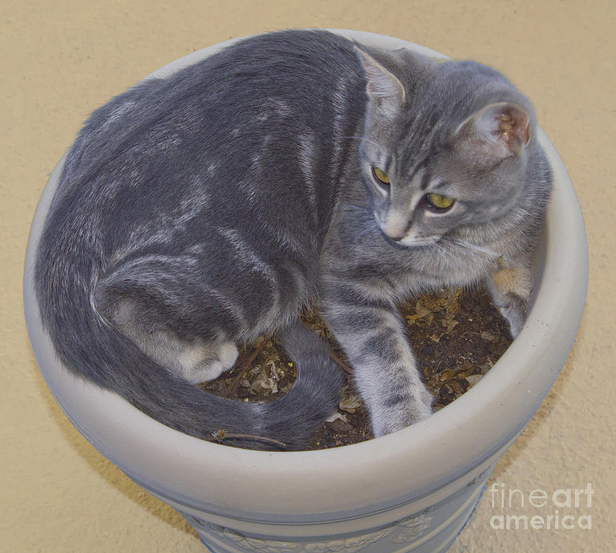 Plant Pot Cat Photograph by Donna L Munro