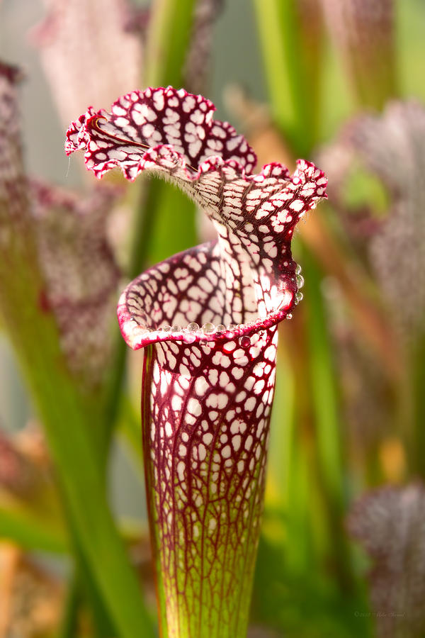 Plant - Pretty as a pitcher plant Photograph by Mike Savad