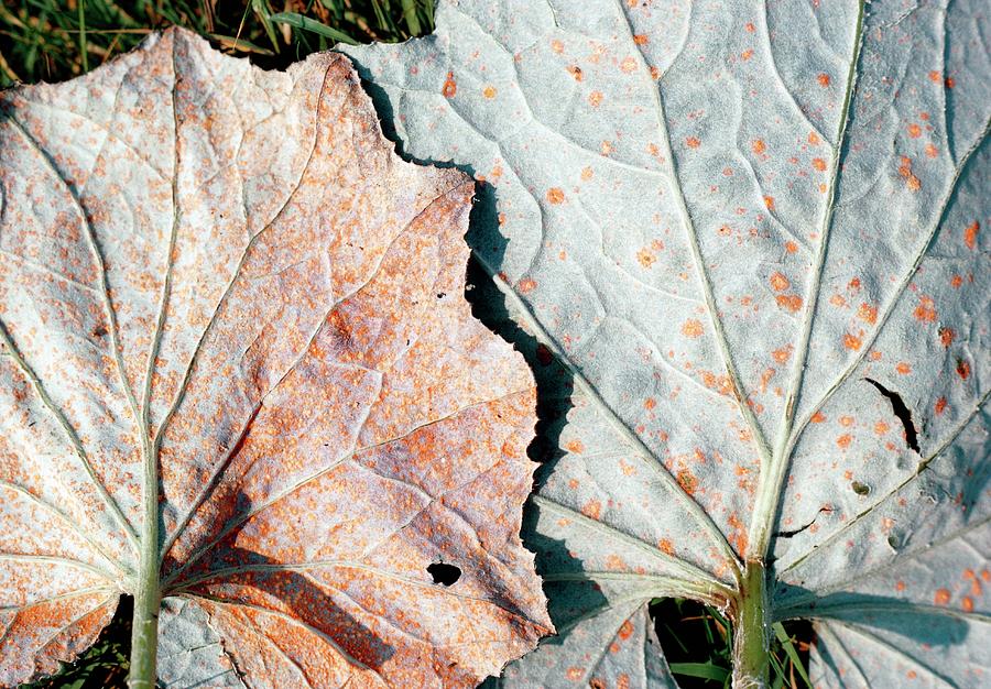 Nature Photograph - Plant Rust Infection by G A Matthews/science Photo Library