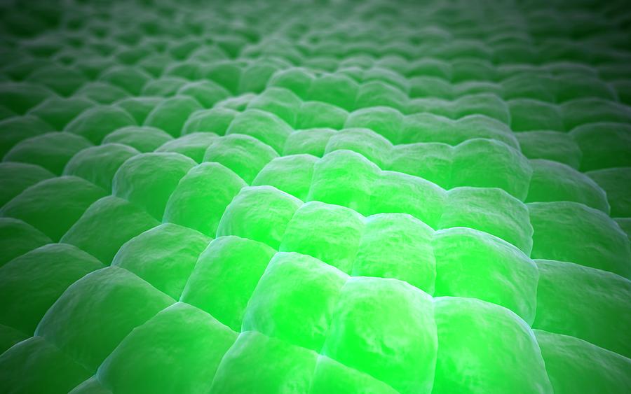 Plant Surface Photograph by Andrzej Wojcicki/science Photo Library