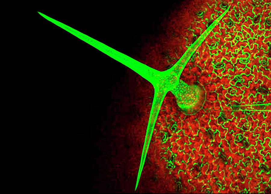 Plant Trichome Photograph by Dr John Runions/science Photo Library
