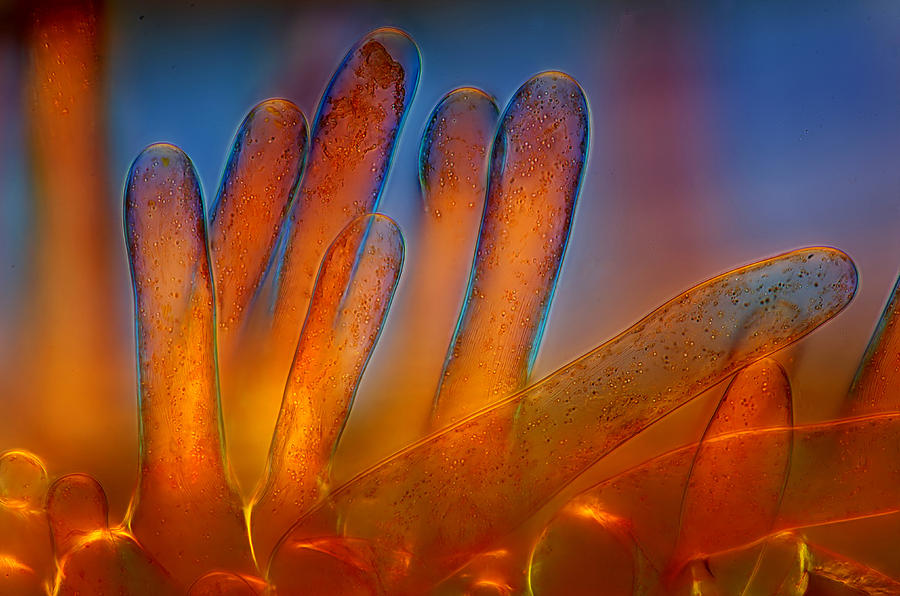Plant Trichomes, Lm Photograph by Marek Mis