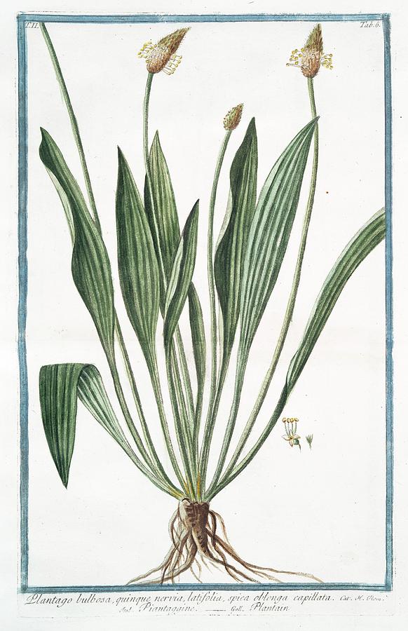 Plantago Bulbosa Photograph by Rare Book Division/new York Public ...