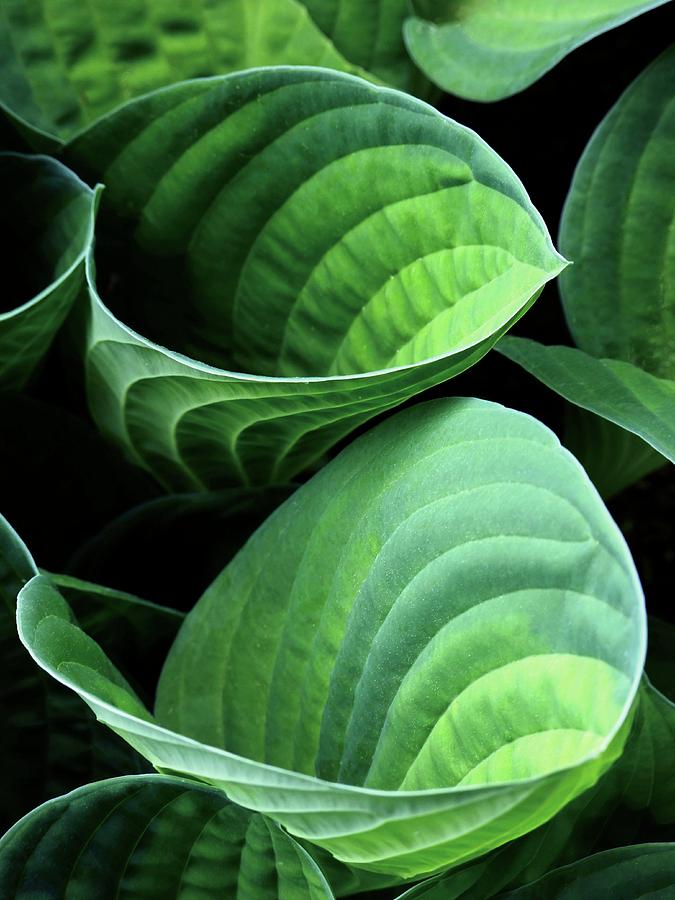 Nature Photograph - Plantain Lily (hosta Sp.) by Ian Gowland/science Photo Library
