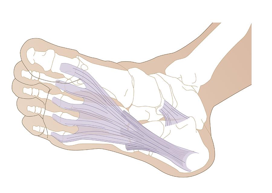 Plantar fascia, artwork Photograph by Science Photo Library