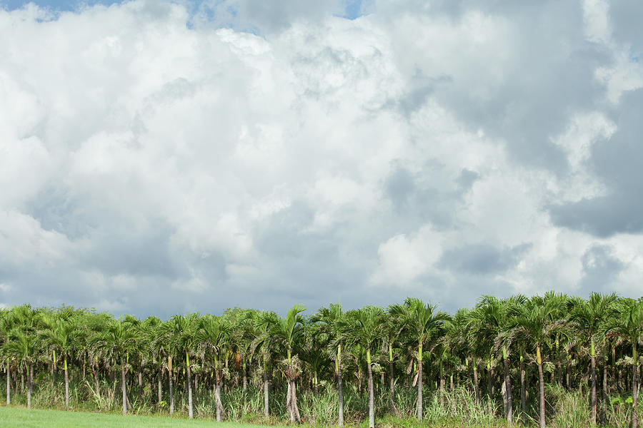 Plantation Of Japanese Satake Palms Photograph by Ippei Naoi