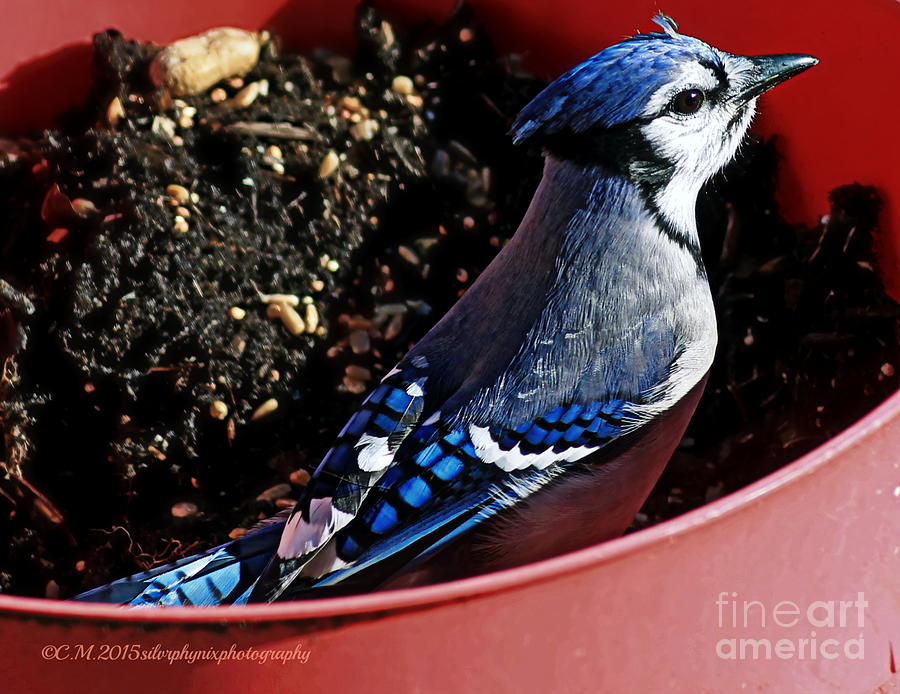 Blue Bird Photograph - Planted Blue Jay by Catherine Melvin