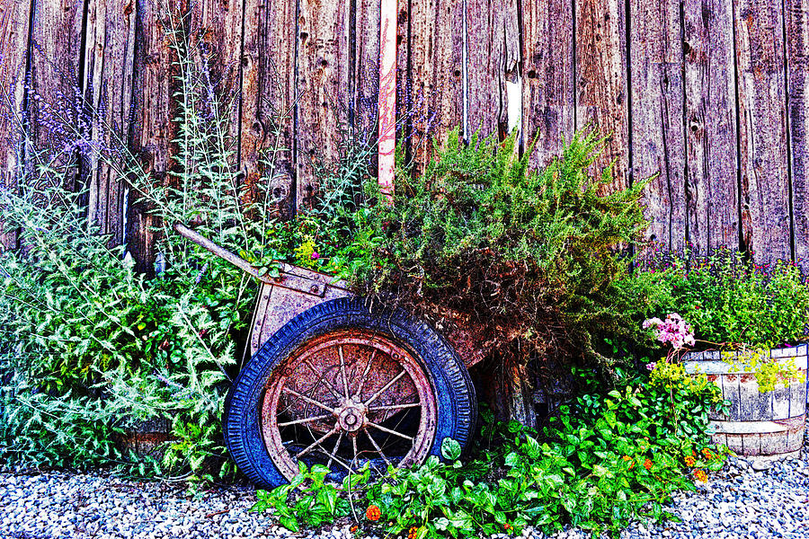 Planted Wheel Photograph by Holly Blunkall