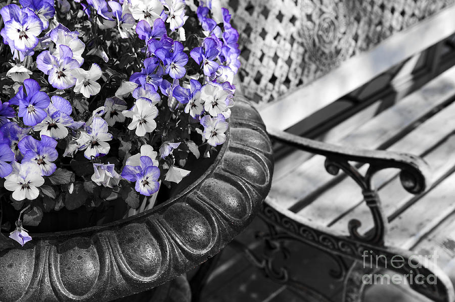 Planter with pansies and bench Photograph by Elena Elisseeva