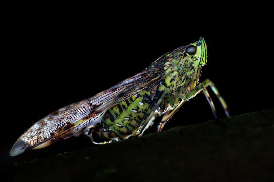 Planthopper Photograph by Melvyn Yeo/science Photo Library