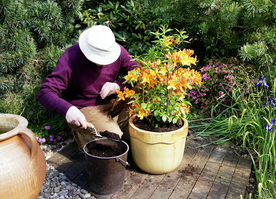 Spring Photograph - Planting A Rhododendron by Anthony Cooper/science Photo Library