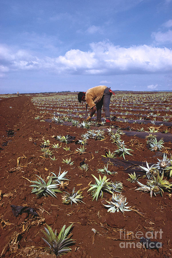 Pineapple Photograph - Planting Pineapples by Van Bucher