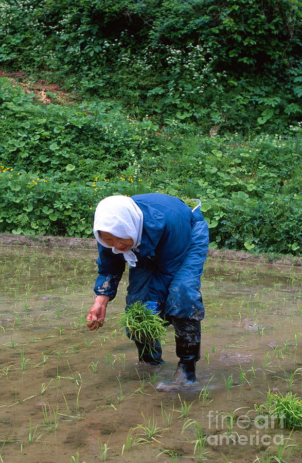 Planting Rice Photograph