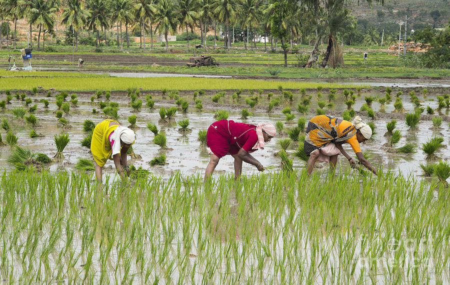 Indian Photograph - Planting Rice India by Tim Gainey