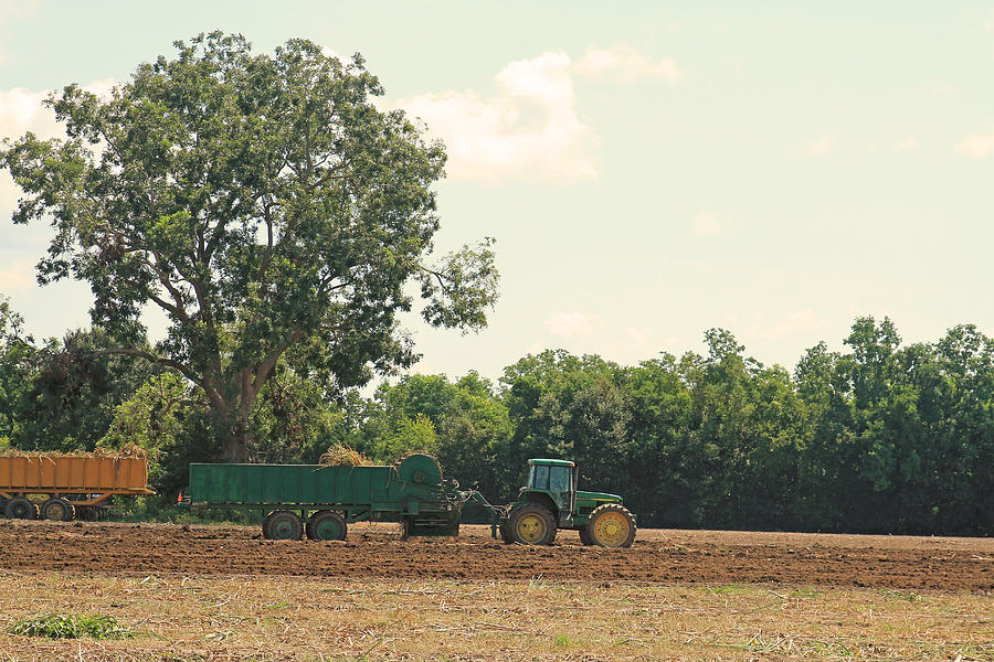 Planting Sugarcane with a mechanical planter Photograph by Ronald