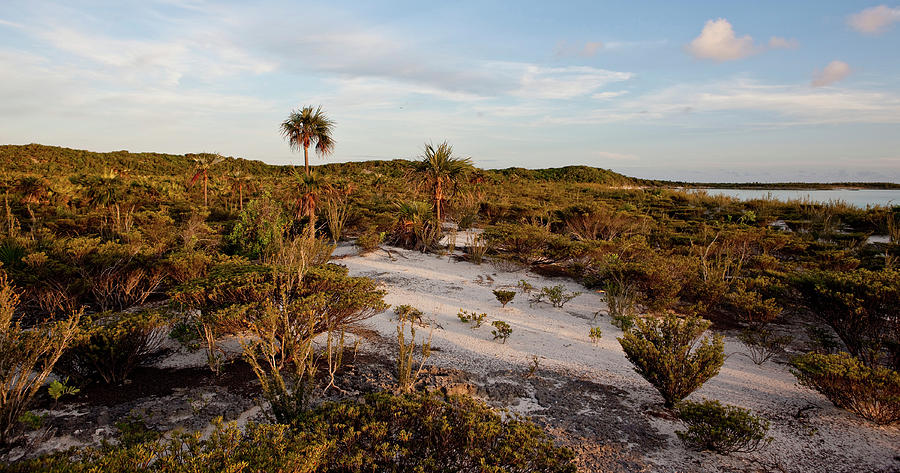 Plants And Dunes On Beach, Great Exuma Photograph by Panoramic Images