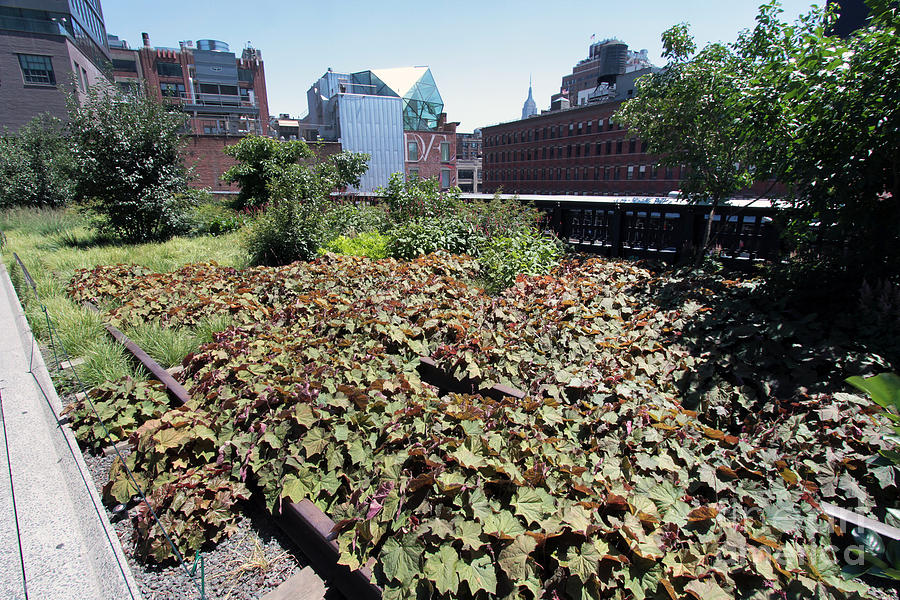 Plants and flowers on the High LIne Photograph by Steven Spak