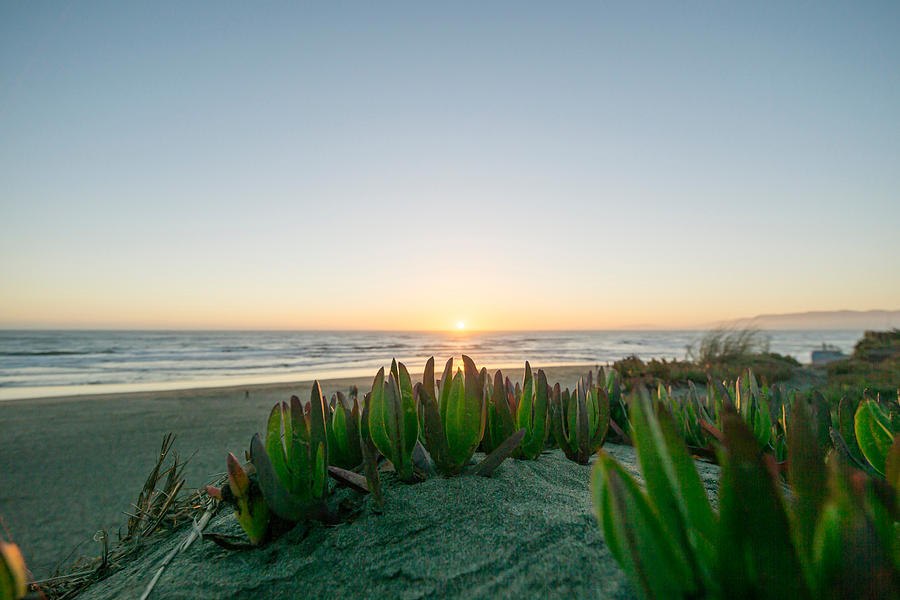 Plants Growing At Beach Against Clear Sky During Sunset Photograph by Jesse Coleman / EyeEm Plants Growing At Beach Against Clear Sky During Sunset Photograph by Jesse Coleman / EyeEm