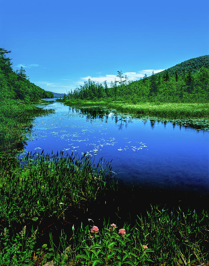 Plants Growing At Lakeshore, Oxbow Photograph by Panoramic Images
