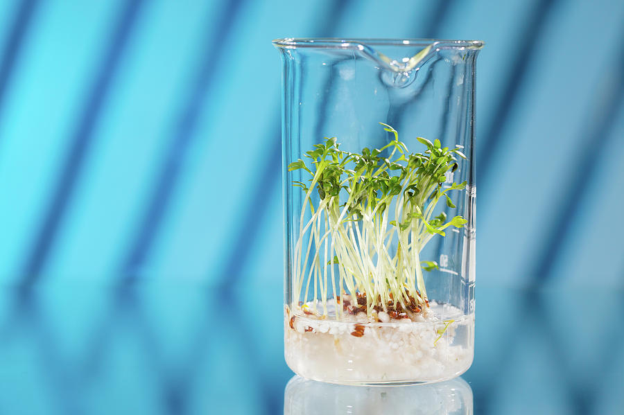 Plants Growing In A Beaker In Lab Photograph by Wladimir Bulgar