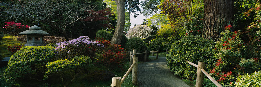 San Francisco Photograph - Plants In A Garden, Japanese Tea by Panoramic Images