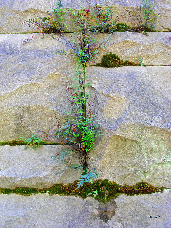 Nature Photograph - Plants in the Brick Wall by Duane McCullough