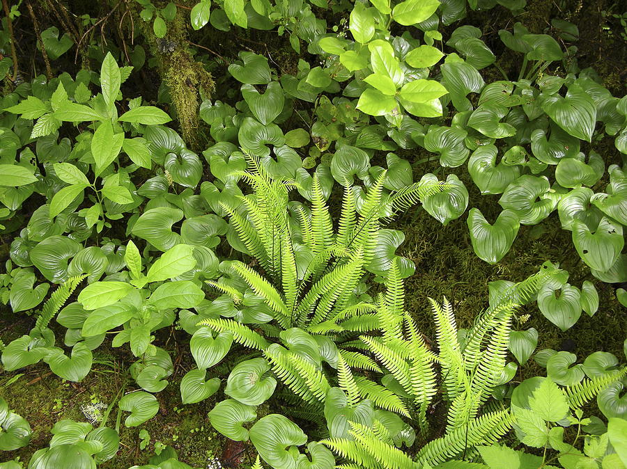 Plants On A Forest Floor Photograph By Tony Craddock Science Photo
