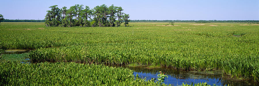 New Orleans Photograph - Plants On A Wetland, Jean Lafitte by Panoramic Images